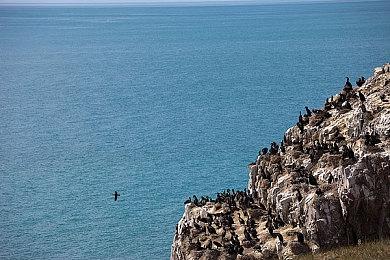 从零开始的炼金术士生活《黎明门前的吹笛人》Steam商店页面现已公开